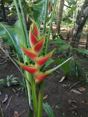 Heliconia wagneriana image