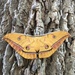Tussar Moths - Photo (c) 陳忻阜, all rights reserved, uploaded by 陳忻阜