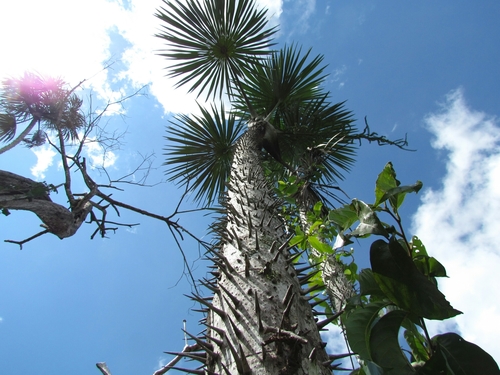 Mauritiella armata