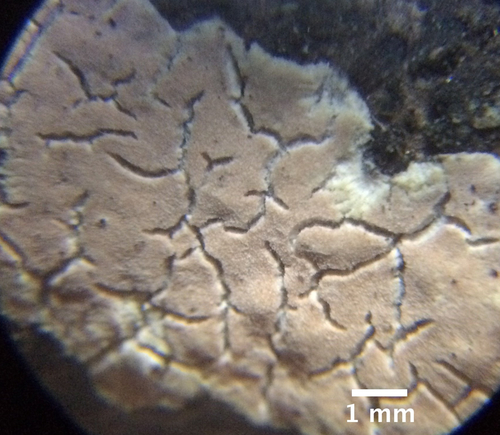 Aleurodiscus penicillatus