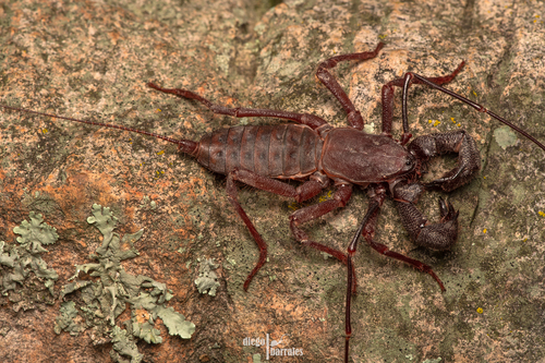 Mastigoproctus xetame