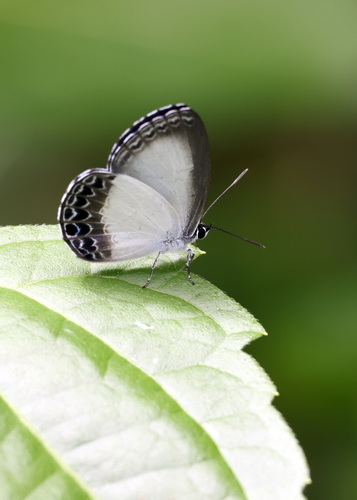 Epimastidia inops