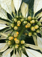 Euphorbia pulcherrima image