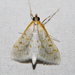 Hahncappsia coloradensis - Photo (c) Van Truan, todos los derechos reservados, uploaded by Van Truan