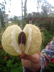 Gomphocarpus fruticosus image