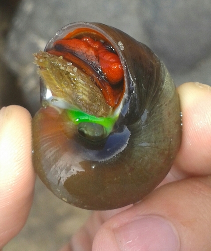 Norris's Topsnail