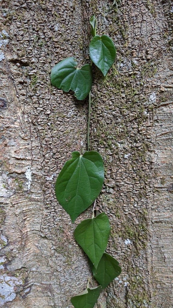 Australian Pepper Vine from Noosa Heads QLD 4567, Australia on January ...