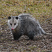 Virginia Opossum - Photo (c) pfautsch, all rights reserved