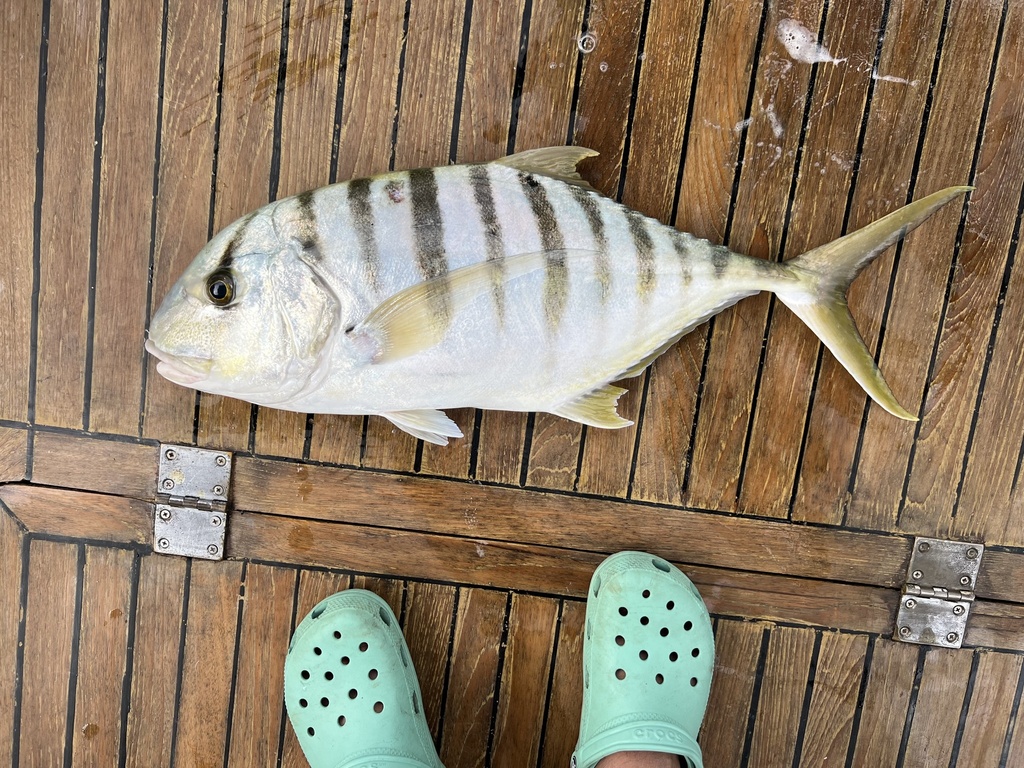 Golden Trevally