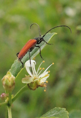 Nivellia sanguinosa
