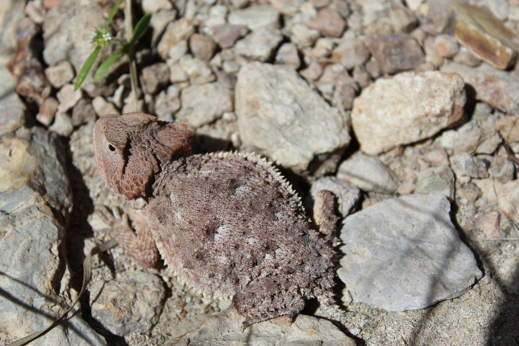 Rock Horned Lizard