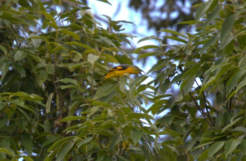 Scarlet Minivet