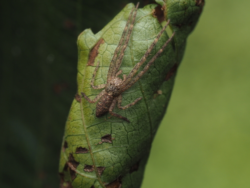 Tmarus soricinus