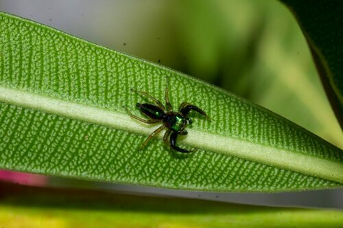 Echinussa vibrabunda