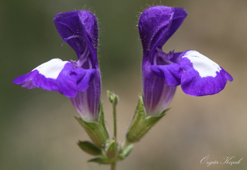 Handsome Sage (Salvia albimaculata)