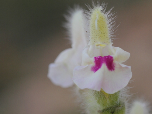 Violet-veined Anatolian Sage (Salvia blepharochlaena)