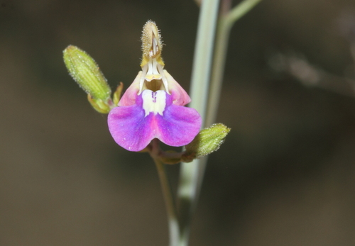 Waving Sage (Salvia aucheri)