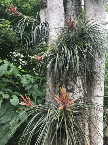 cardinal airplant