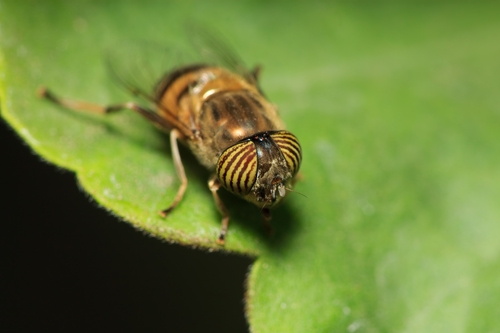 Stripe-eyed Lagoon Fly