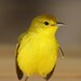 Galápagos Yellow Warbler - Photo (c) mrselenium, all rights reserved, uploaded by mrselenium