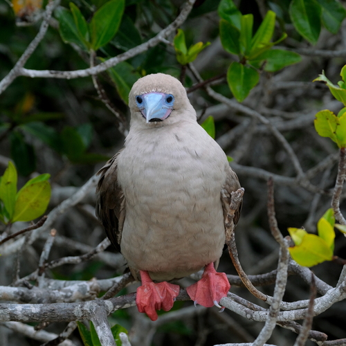 Red-footed Booby