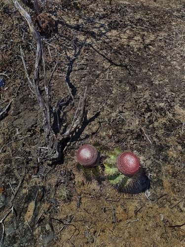 Melocactus bahiensis amethystinus