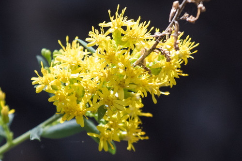 Solidago velutina ssp. sparsiflora