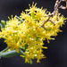 Solidago velutina sparsiflora - Photo (c) BJ Stacey, all rights reserved