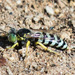 Western Sand Wasp - Photo (c) BJ Stacey, all rights reserved