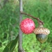 Acorn Plum Gall Wasp - Photo (c) lkats, all rights reserved, uploaded by lkats