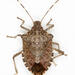 Brown Marmorated Stink Bug - Photo (c) Chris Rorabaugh, all rights reserved, uploaded by Chris Rorabaugh