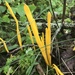 Clavulinopsis helvola - Photo (c) faust77, todos los derechos reservados