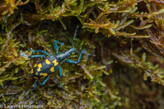 Exophthalmus nicaraguensis image
