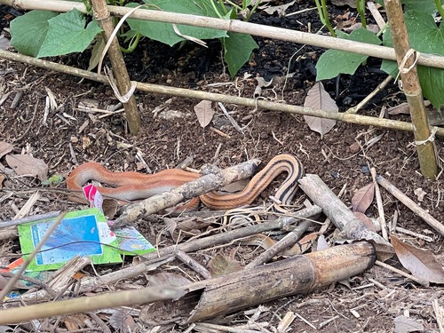 Copperhead Rat Snake