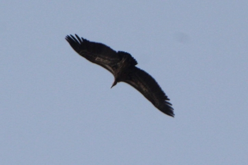 Rüppell's Griffon