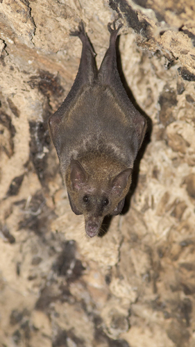 Long-tongued Bat