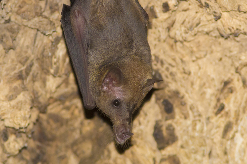 Long-tongued Bat