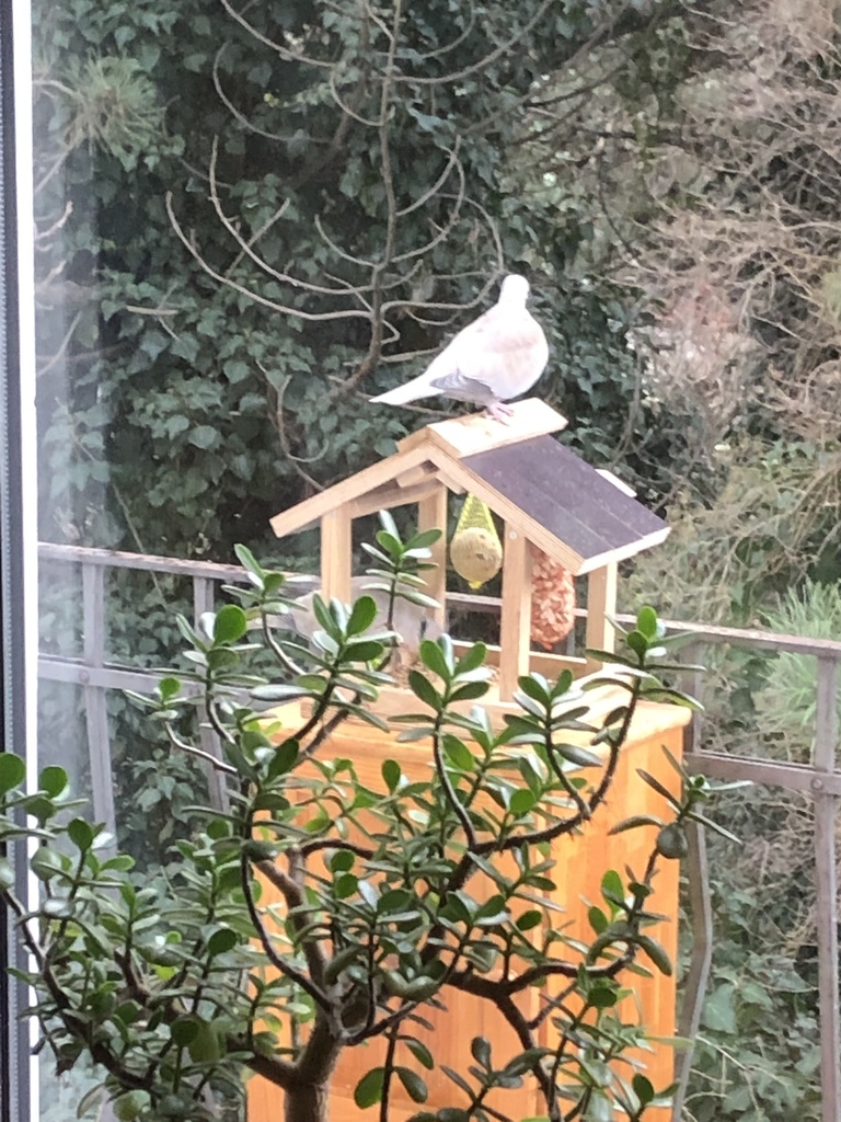 Eurasian Collared-Dove from Vilová, Praha, Hlavní město Praha, CZ on ...