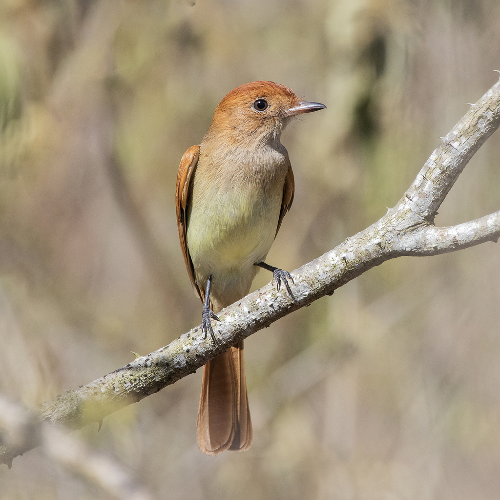 Ash-throated Casiornis photo