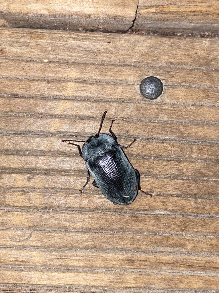 blue piedish beetles from Sublime Point Ave, Tascott, NSW, AU on
