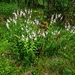 Derwent Speedwell - Photo (c) James Peake, all rights reserved, uploaded by James Peake