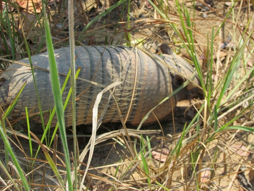 Six-banded Armadillo
