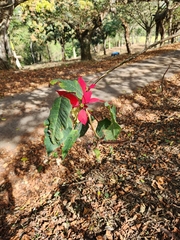 Euphorbia pulcherrima image