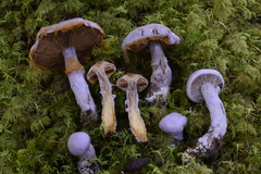 Cortinarius traganus image