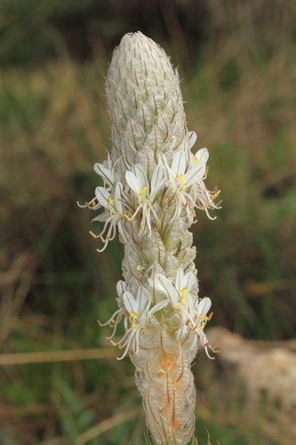 Asphodeline taurica (Pall. ex M.Bieb.) Endl.