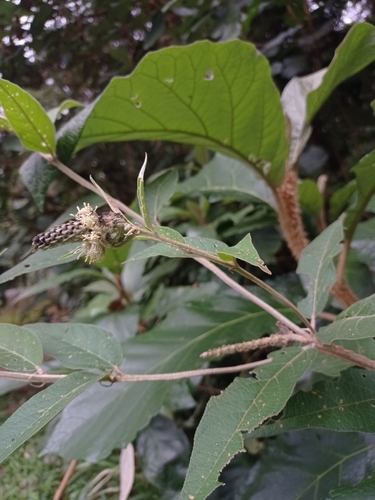 Croton gnaphaloides