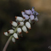 Muscari racemosum - Photo 由 Özgür Koçak 所上傳的 (c) Özgür Koçak，保留所有權利