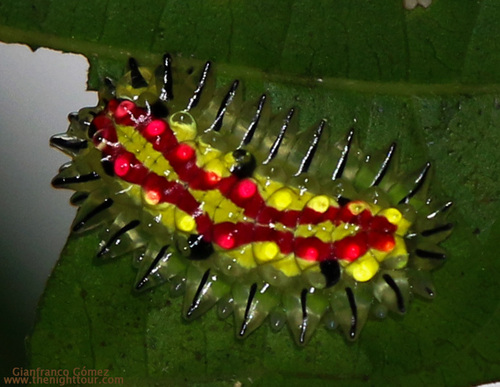 Paracraga argentea image