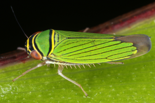 Tylozygus geometricus image