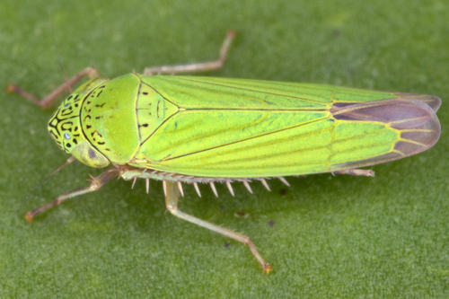 Hortensia similis image